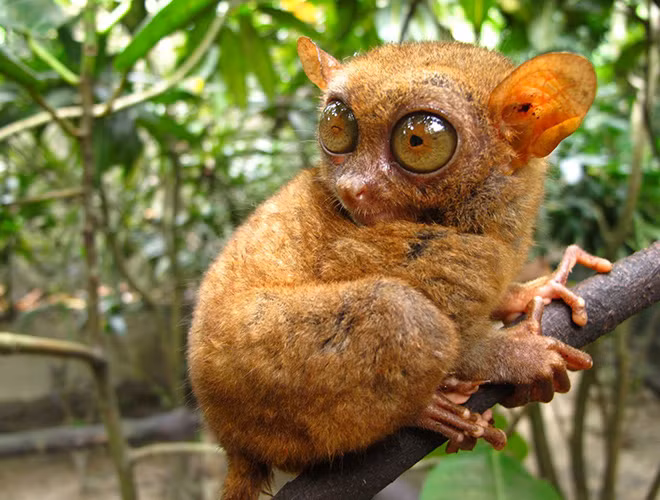 Khỉ lùn Tarsier có đôi mắt và đôi tai lớn, hỗ trợ đắc lực cho chúng trong việc nghe ngóng động tĩnh của con mồi như côn trùng, rắn hay thằn lằn. Thay vì có móng tay, móng chân như những loài linh trưởng khác, khỉ lùn lại sở hữu những vuốt cong để bám chặt vào những thân cây phủ đầy rêu.