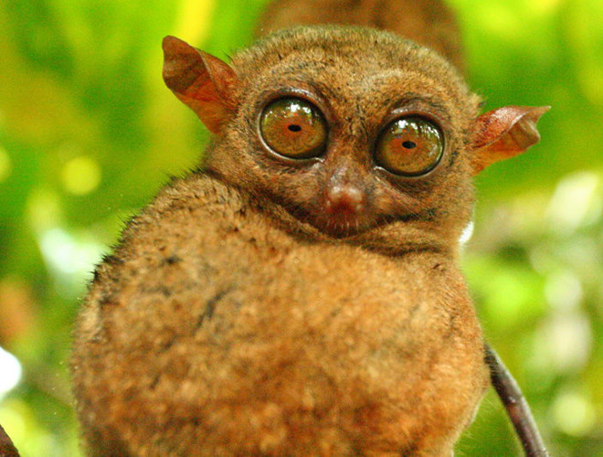 Cao khoảng 85-160mm, nặng 600gr, khỉ lùn Tarsier được mệnh danh là loài khỉ nhỏ bé nhất trên thế giới. Khỉ lùn Tarsier từng bị cho là đã tuyệt chủng vào năm 1921, tuy nhiên, 86 năm sau đó, chúng một lần nữa "tái xuất giang hồ".