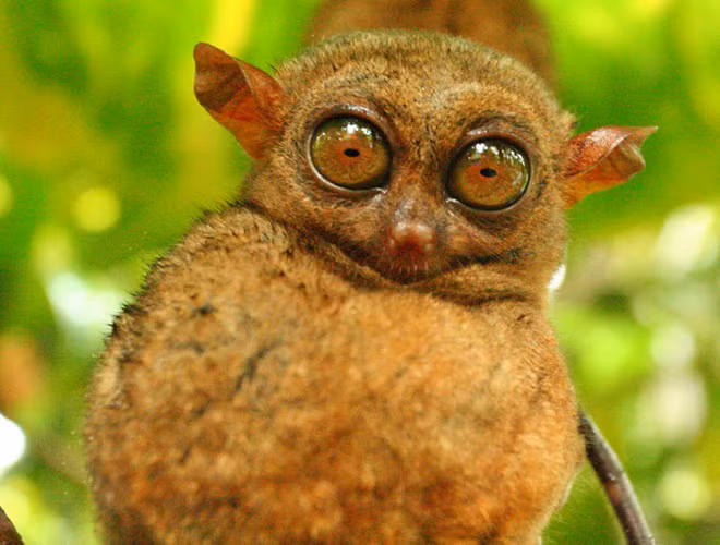 Cao khoảng 85-160mm, nặng 600gr, khỉ lùn Tarsier được mệnh danh là loài khỉ nhỏ bé nhất trên thế giới. Khỉ lùn Tarsier từng bị cho là đã tuyệt chủng vào năm 1921, tuy nhiên, 86 năm sau đó, chúng một lần nữa "tái xuất giang hồ".