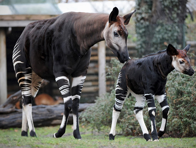 Nó có cổ dài và tai lớn, linh hoạt. Bộ lông thân có màu từ đen bóng đến nâu đỏ, tương phải với những sọc ngang trắng trên đùi và cẳng chân. Hươu đùi vằn nằm trong nhóm có nguy cơ tuyệt chủng từ năm 2013.