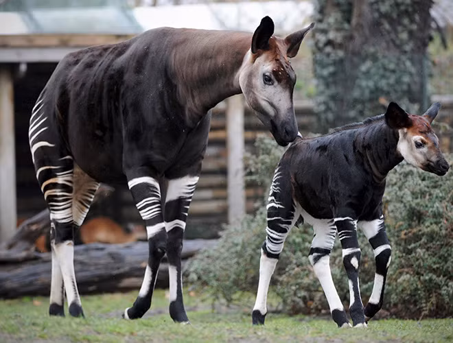 Nó có cổ dài và tai lớn, linh hoạt. Bộ lông thân có màu từ đen bóng đến nâu đỏ, tương phải với những sọc ngang trắng trên đùi và cẳng chân. Hươu đùi vằn nằm trong nhóm có nguy cơ tuyệt chủng từ năm 2013.