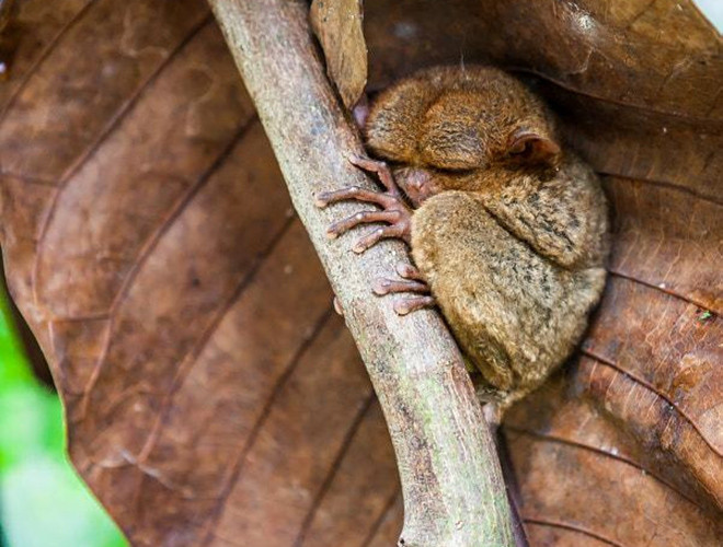 Chúng ta thường hay tranh luận rằng chú cún con hay mèo con dễ thương hơn, nhưng đã bao giờ bạn nghĩ rằng, trong thế giới động vật cũng tồn tại những loài động vật đáng yêu không kém? Hình ảnh chú khỉ Tarsier ngủ ngon như một đứa trẻ khiến bao trái tim tan chảy.