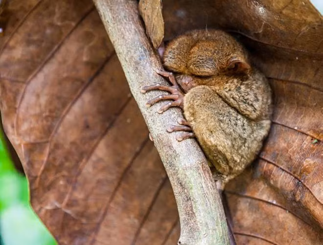 Chúng ta thường hay tranh luận rằng chú cún con hay mèo con dễ thương hơn, nhưng đã bao giờ bạn nghĩ rằng, trong thế giới động vật cũng tồn tại những loài động vật đáng yêu không kém? Hình ảnh chú khỉ Tarsier ngủ ngon như một đứa trẻ khiến bao trái tim tan chảy.