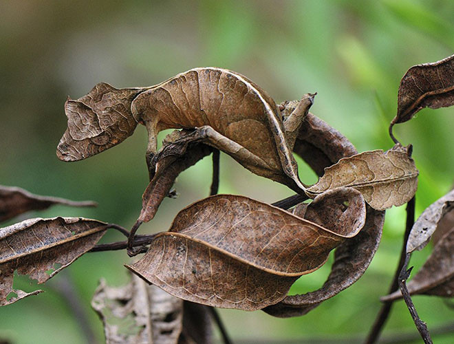 Nếu ẩn mình giữa các cành cây hay tán lá khô héo, loài tắc kè này rất khỏ bị những kẻ săn mồi phát hiện nhờ khả năng ngụy trang có thể nói là tài giỏi bậc nhất của chúng.