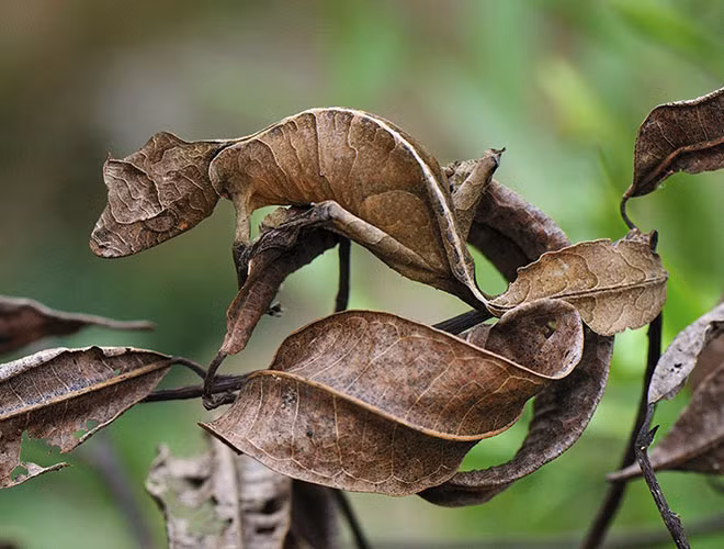 Nếu ẩn mình giữa các cành cây hay tán lá khô héo, loài tắc kè này rất khỏ bị những kẻ săn mồi phát hiện nhờ khả năng ngụy trang có thể nói là tài giỏi bậc nhất của chúng.