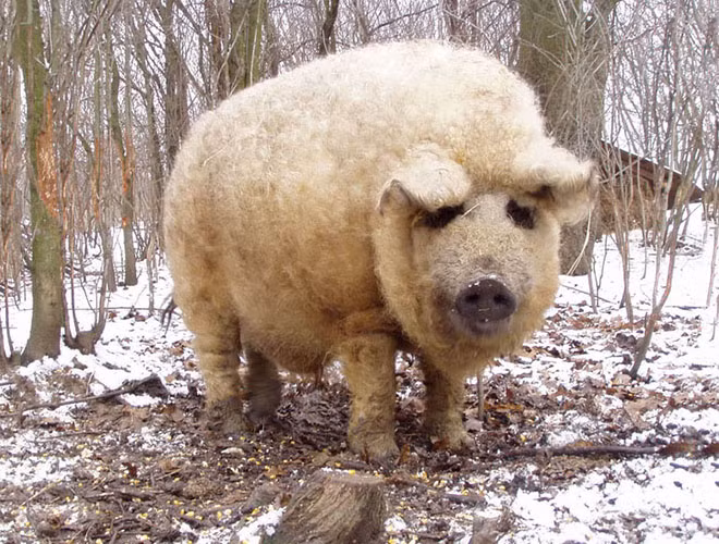 Thoạt nhìn, cứ tưởng như là sản phẩm của photoshop, hoặc là giống vật lai giữa lợn và cừu, nhưng không phải, Magalica là giống lợn nội địa Hungary. Trên thực tế, nó được lai tạo vào giữa thế kỷ 19 giữa những con lợn Bakony và Szalonta với giống lợn Sumadija của Serbia.