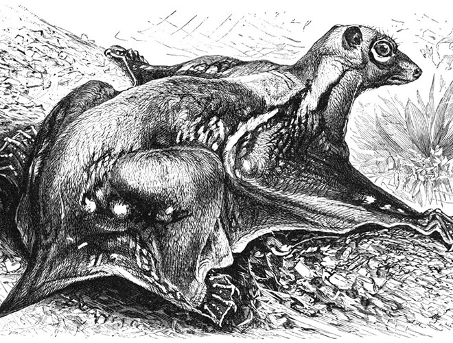 Chồn bay Philippines chính là loài động vật tuyệt vời mà Trái Đất đã tạo ra. Đây là một trong hai loài chồn bay duy nhất còn lại của bộ Cánh da, loài còn lại là chồn bay Sunda. Tuy nhiên, gọi là chồn bay nhưng chúng không thể bay được. Chồn bay Philippines sống trên cây và thường cư trú trong các khu rừng nguyên sinh và rừng thứ sinh.