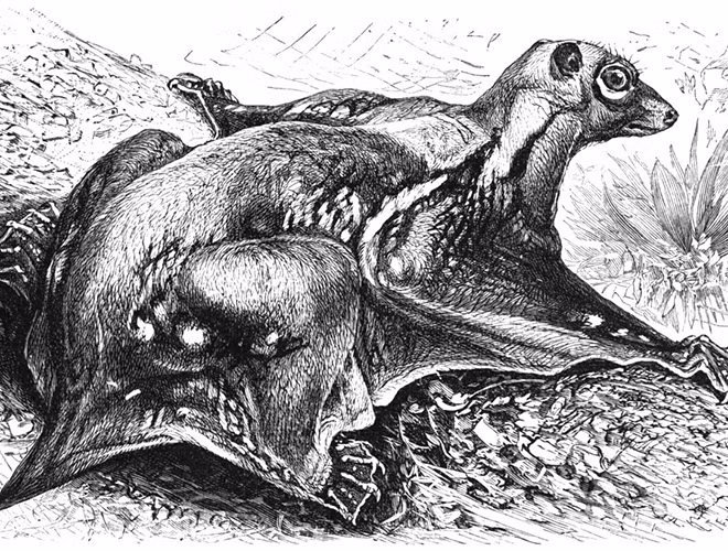 Chồn bay Philippines chính là loài động vật tuyệt vời mà Trái Đất đã tạo ra. Đây là một trong hai loài chồn bay duy nhất còn lại của bộ Cánh da, loài còn lại là chồn bay Sunda. Tuy nhiên, gọi là chồn bay nhưng chúng không thể bay được. Chồn bay Philippines sống trên cây và thường cư trú trong các khu rừng nguyên sinh và rừng thứ sinh.