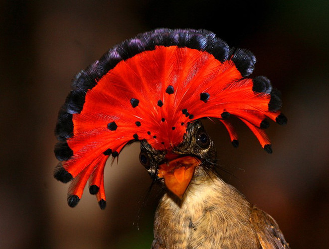 Chim bắt ruồi Hoàng gia có thể tự hào vì sở hữu "kiểu tóc" sang chảnh nhất trong thế giới loài chim. Với chiếc mào vô cùng nổi bật, chúng như những vũ công trong lễ hội carnaval. Loài chim này thường làm tổ trên cây, gần mặt nước để tránh kẻ thù