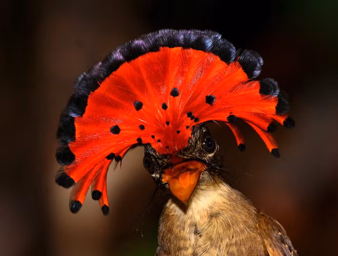 Chim bắt ruồi Hoàng gia có thể tự hào vì sở hữu "kiểu tóc" sang chảnh nhất trong thế giới loài chim. Với chiếc mào vô cùng nổi bật, chúng như những vũ công trong lễ hội carnaval. Loài chim này thường làm tổ trên cây, gần mặt nước để tránh kẻ thù