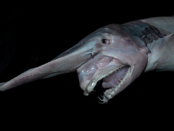 Là loài cá mập sống dưới biển sâu, Goblin có dáng vẻ cực kỳ xấu xí, đáng sợ với chiếc mũi dài ngoằng giống như mỏ chim. Hơn nữa, cá mập yêu tinh còn có toàn thân màu hồng và bộ răng sắc nhọn có thể nghiền nát thức ăn.