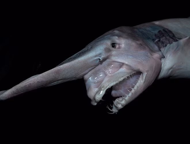 Là loài cá mập sống dưới biển sâu, Goblin có dáng vẻ cực kỳ xấu xí, đáng sợ với chiếc mũi dài ngoằng giống như mỏ chim. Hơn nữa, cá mập yêu tinh còn có toàn thân màu hồng và bộ răng sắc nhọn có thể nghiền nát thức ăn.