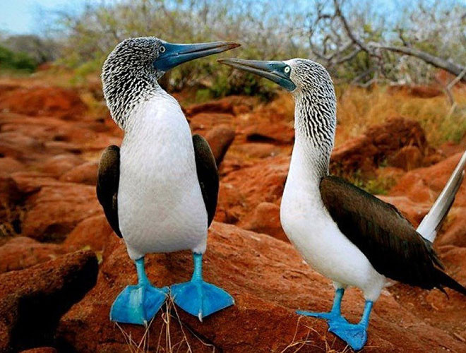 Vịt biển chân xanh sở hữu đôi chân màu xanh ngọc lam vô cùng nổi bật. Màu xanh ở chân vịt được hình thành nhờ một loại cá tươi mà loài vịt này hay ăn. Các nhà khoa học cho rằng, chân vịt biển càng xanh thì con vịt đó càng khỏe mạnh, và nó càng có nhiều cơ hội thu hút bạn tình hơn.