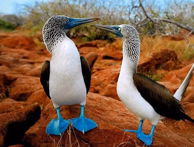 Vịt biển chân xanh sở hữu đôi chân màu xanh ngọc lam vô cùng nổi bật. Màu xanh ở chân vịt được hình thành nhờ một loại cá tươi mà loài vịt này hay ăn. Các nhà khoa học cho rằng, chân vịt biển càng xanh thì con vịt đó càng khỏe mạnh, và nó càng có nhiều cơ hội thu hút bạn tình hơn.