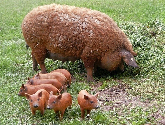 Magalica có thể được xem là giống lợn béo nhất thế giới. Ngoài ra, chúng có bộ lông xoăn tít như những chú cừu. Chắc chắn sẽ có nhiều người ngạc nhiên khi lần đầu nhìn thấy những chú "lợn đội nốt cừu" hoàn hảo đến thế.