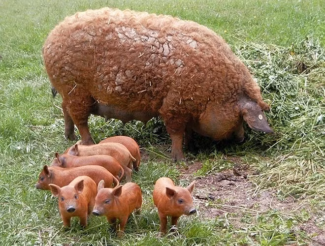 Magalica có thể được xem là giống lợn béo nhất thế giới. Ngoài ra, chúng có bộ lông xoăn tít như những chú cừu. Chắc chắn sẽ có nhiều người ngạc nhiên khi lần đầu nhìn thấy những chú "lợn đội nốt cừu" hoàn hảo đến thế.