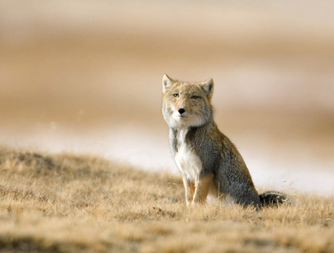 Mặc dù khuôn mặt lờ đờ nhưng loài cáo này săn mồi rất cừ khôi. Cáo Tây Tạng biết cách phối hợp với các loài vật khác và săn mồi rất điệu nghệ.