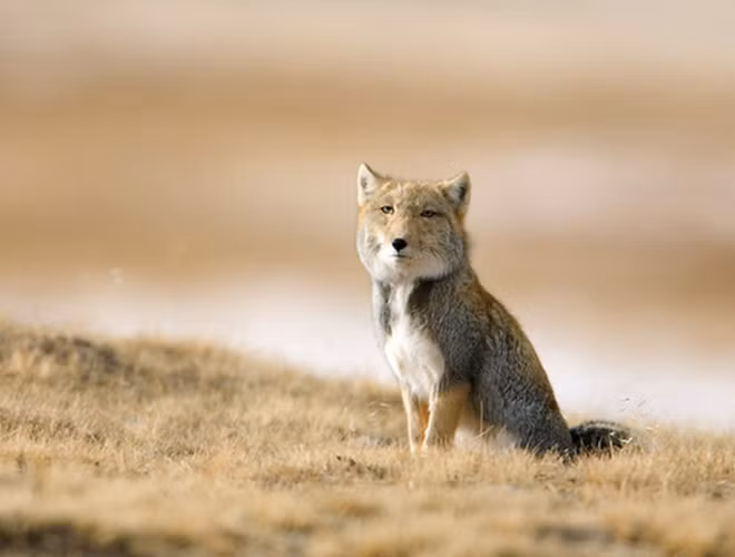 Mặc dù khuôn mặt lờ đờ nhưng loài cáo này săn mồi rất cừ khôi. Cáo Tây Tạng biết cách phối hợp với các loài vật khác và săn mồi rất điệu nghệ.