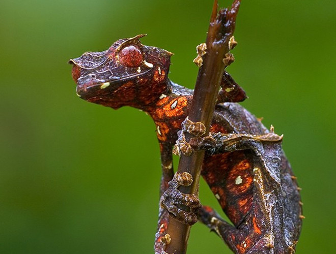 Tắc kè quỷ Satan là một loại tắc kè bản xứ của đảo Madagascar. Đúng như tên gọi, tắc kè quỷ Satan không sở hữu ngoại hình bắt mắt. Trái lại, trông chúng lại rất kinh dị với ánh mắt sắc, cặp sừng nhỏ và nụ cười đầy sát khí.