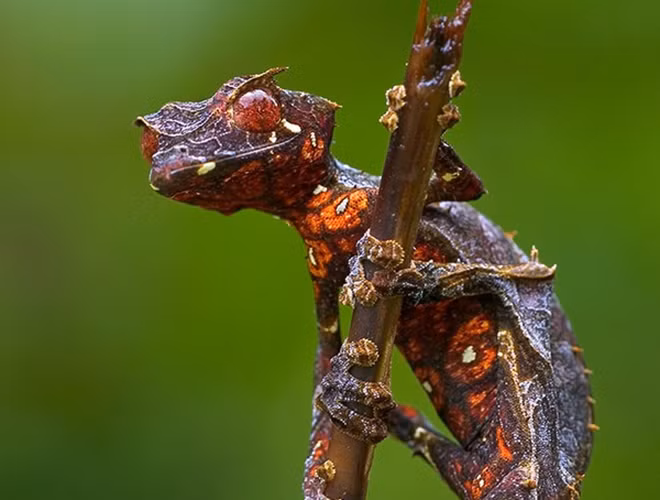 Tắc kè quỷ Satan là một loại tắc kè bản xứ của đảo Madagascar. Đúng như tên gọi, tắc kè quỷ Satan không sở hữu ngoại hình bắt mắt. Trái lại, trông chúng lại rất kinh dị với ánh mắt sắc, cặp sừng nhỏ và nụ cười đầy sát khí.