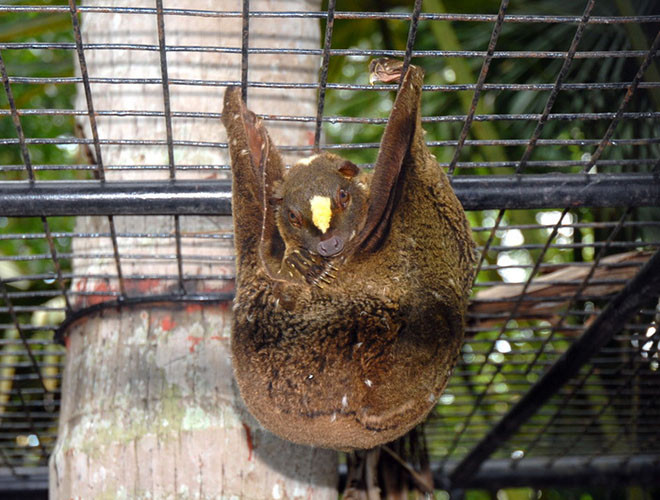 Chồn bay có đầu to, tai nhỏ và đôi mắt to. Chân chồn to, có vuốt và màng để giúp trèo nhanh và lướt đi. Loài này hoạt động về đêm, ban ngày chúng trú trong hốc cây hoặc bám vào tán lá rậm rạp.