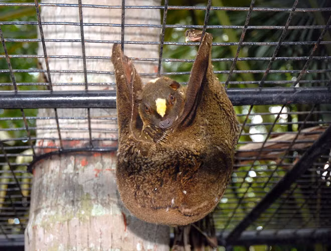 Chồn bay có đầu to, tai nhỏ và đôi mắt to. Chân chồn to, có vuốt và màng để giúp trèo nhanh và lướt đi. Loài này hoạt động về đêm, ban ngày chúng trú trong hốc cây hoặc bám vào tán lá rậm rạp.