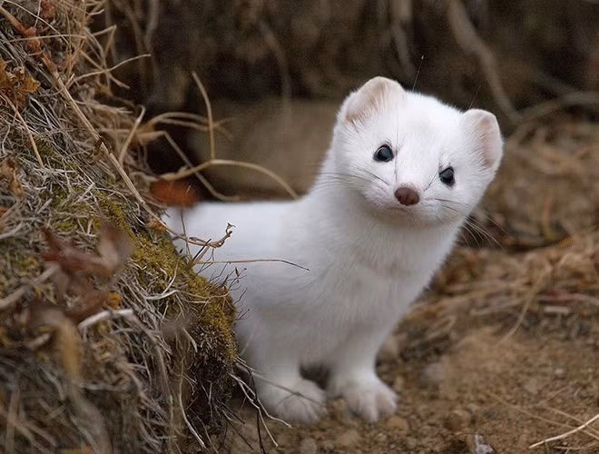 Theo người Macedonia cổ đại, họ tin rằng sẽ may mắn nếu gặp một con chồn tuyết. Sự tín ngưỡng này bắt nguồn từ thần thoại: con chồn bụng trắng chính là con vật đã giết chết tử xà và cứu công chúa thoát khỏi tay con quái vật.