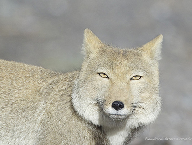 Cáo Tây Tạng sở hữu bộ lông dày và mềm, đầu vuông, mắt nhỏ và tai cụp, cộng với tỉ lệ giữa mắt và hộp sọ không cân đối nên trông loài cáo này mặt lúc nào cũng trong tình trạng chán nản. Thậm chí, nhiều người phải thốt lên ngạc nhiên khi nhìn thấy khuôn mặt "thần thái đến phát ngất" của loài vật này.