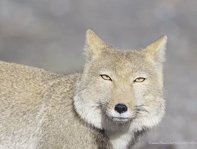 Cáo Tây Tạng sở hữu bộ lông dày và mềm, đầu vuông, mắt nhỏ và tai cụp, cộng với tỉ lệ giữa mắt và hộp sọ không cân đối nên trông loài cáo này mặt lúc nào cũng trong tình trạng chán nản. Thậm chí, nhiều người phải thốt lên ngạc nhiên khi nhìn thấy khuôn mặt "thần thái đến phát ngất" của loài vật này.