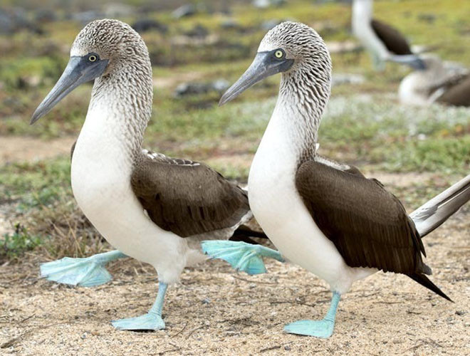 Vịt biển chân xanh sống trên các hòn đảo nhiệt đới và cận nhiệt đới ở ngoài khơi Thái Bình Dương.