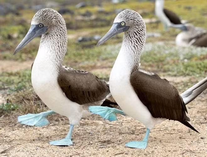 Vịt biển chân xanh sống trên các hòn đảo nhiệt đới và cận nhiệt đới ở ngoài khơi Thái Bình Dương.