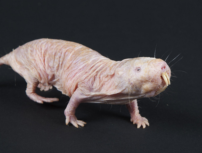 Chuột dũi không lông là một loài chuột dũi châu Phi sống ở vùng thảo nguyên. Chúng được mệnh danh là loài vật xấu nhất hành tinh bởi lớp da nhăn nhúm màu hồng, trụi lông và hàm răng kiếm. Đặc biệt, da của chúng không hề có cảm giác gì trước ớt hay axit.