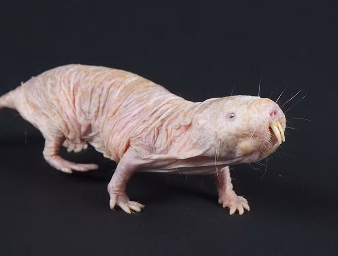 Chuột dũi không lông là một loài chuột dũi châu Phi sống ở vùng thảo nguyên. Chúng được mệnh danh là loài vật xấu nhất hành tinh bởi lớp da nhăn nhúm màu hồng, trụi lông và hàm răng kiếm. Đặc biệt, da của chúng không hề có cảm giác gì trước ớt hay axit.