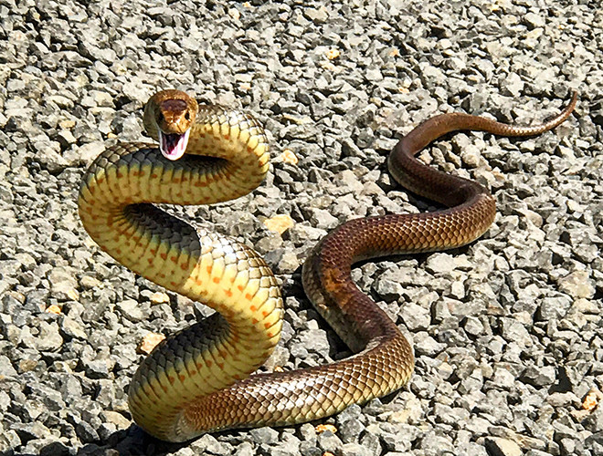 Rắn Eastern brown khi trưởng thành khác nhau về màu sắc vớichiều dài trung bình khoảng 1,5m chúng thường tấn công con mồi theo hướng thẳng đứng, hình chữ S.