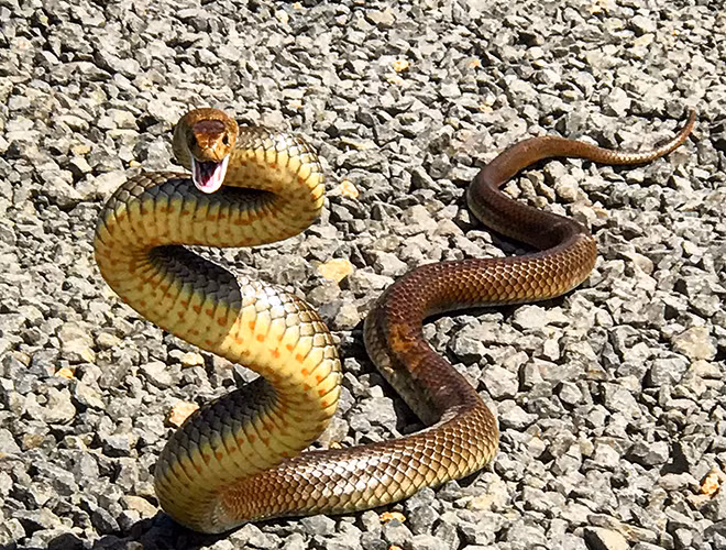 Rắn Eastern brown khi trưởng thành khác nhau về màu sắc vớichiều dài trung bình khoảng 1,5m chúng thường tấn công con mồi theo hướng thẳng đứng, hình chữ S.