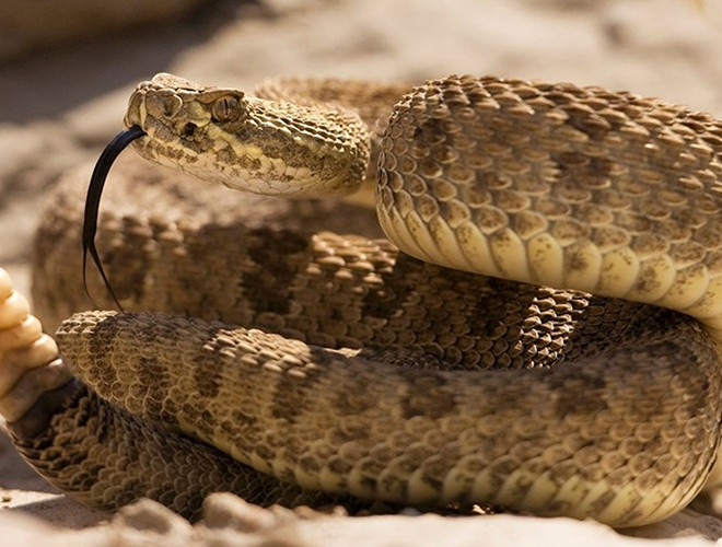 Lượng nọc độc của chúng có thể nhanh chóng làm tê liệt hệ thần kinh của các con mồi như chuột, chim và một số loại động vật nhỏ khác, sau đó khiến cho tim của nạn nhân ngừng đập chỉ một vài phút sau khi bị cắn.