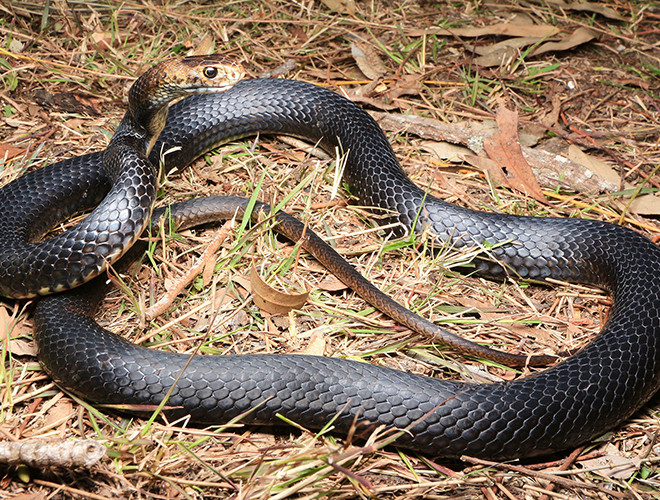 Rắn Eastern brown là một loại rắn có họ Elapid và sống phổ biến tại Australia, đây là loàirắn độc thứ hai trên thế giới, nọc độc bao gồm neurotoxins và chất đông tụ máu.