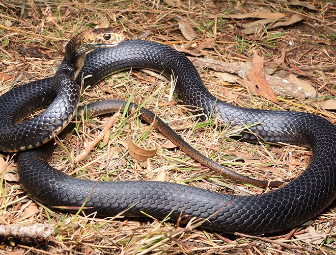 Rắn Eastern brown là một loại rắn có họ Elapid và sống phổ biến tại Australia, đây là loàirắn độc thứ hai trên thế giới, nọc độc bao gồm neurotoxins và chất đông tụ máu.