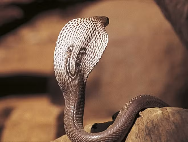 Ngay từ khi sinh ra, loài rắn này đã có nọc độc với đầy đủ chức năng, càng trưởng thành thì lượng độc ngày càng tăng. Thức ăn của chúng thường là động vật gặm nhấm, thằn lằn và ếch.