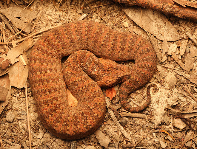 Kimberley Death Adder, một loài rắn tử thần với cái đầu hình tam giác, thân dài 50cm và có độc tính cao. Nọc độc của chúng có thể gây tê liệt và tử vong nếu không được điều trị kịp thời.