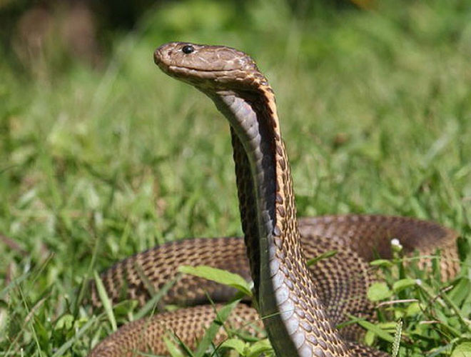 Rắn Philippine Cobra (rắn hổ mang chúa) được đánh giá là loài rắn độc dài nhất thế giới, với chiều dài tối đa ghi nhận được trong tự nhiên là khoảng 7m.