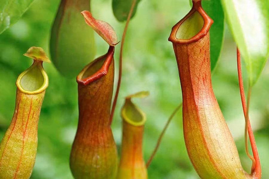 Cây nắp ấm có tên khoa học là Nepenthes, thường sống trong môi trường ẩm ướt, đặc biệt là khu vực rừng nhiệt đới ẩm ở Đông Nam Á.
