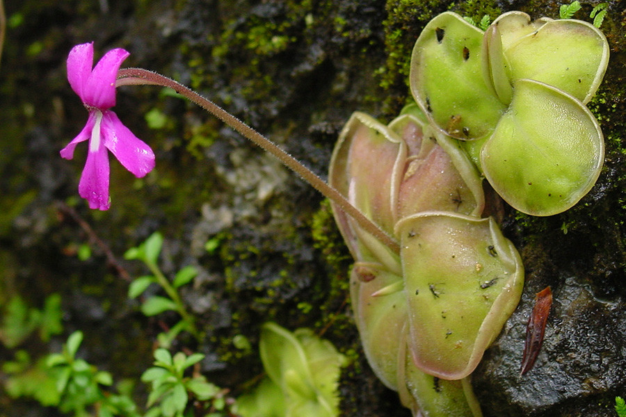Được tìm thấy ở những khu vực ẩm ướt ở châu Mỹ, châu Âu và Bắc Á, cây cỏ bơ (butterwort) là một trong những loài cây ăn thịt kỳ lạ trên thế giới. Chúng sử dụng những chiếc lá có chất dính của mình để thu hút, bẫy và tiêu hóa côn trùng.