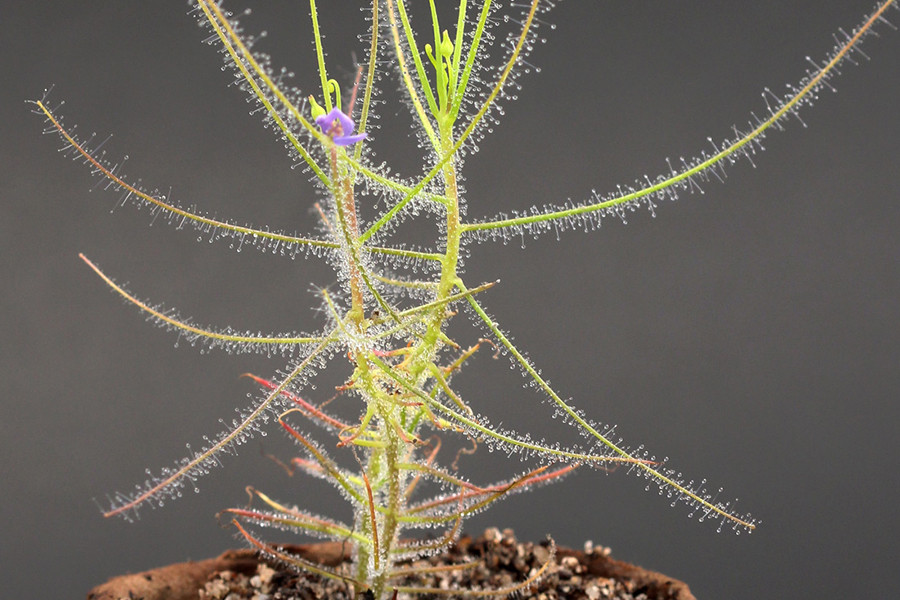 Đặc biệt, loài cây này còn gây ấn tượng bởi những bông hoa mỏng manh mọc ra từ những kẽ lá, thường có màu tím. Hoa đối xứng hai bên với 5 nhị hoa cong về một bên của nhụy hoa.