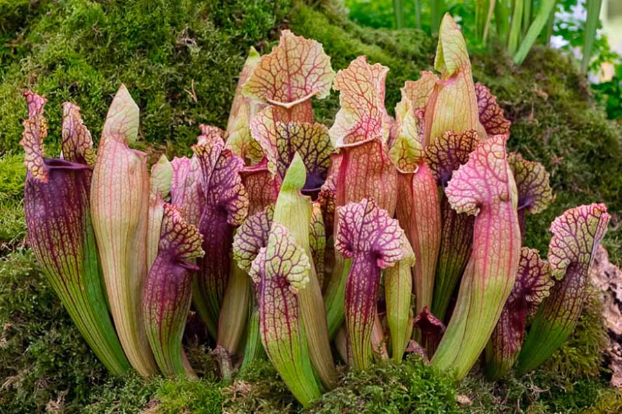 Khi “sa bẫy”, con mồi sẽ bị nhấn chìm trong chất lỏng mà cây tiết ra. Khác với những loài cây cùng họ, Sarracenia mang trong mình một mùi hương khó chịu không khác gì nước tiểu của loài mèo.