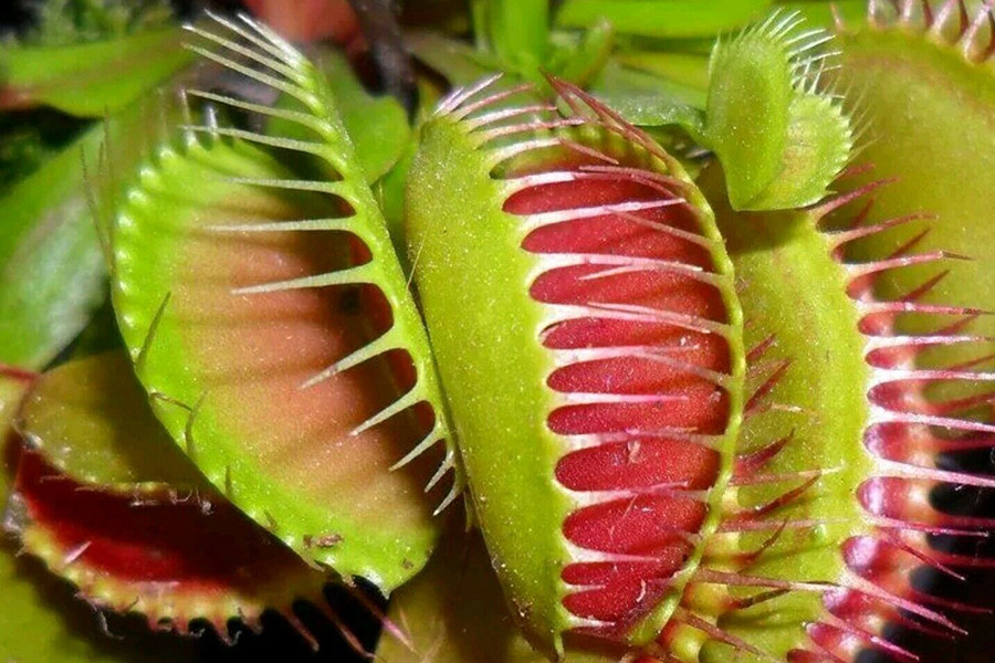 Cây bắt ruồi Venus flytrap là loài cây ăn thịt côn trùng mọc phổ biến ở những vùng lầy lội thuộc Bắc và Nam Carolia, Mỹ.