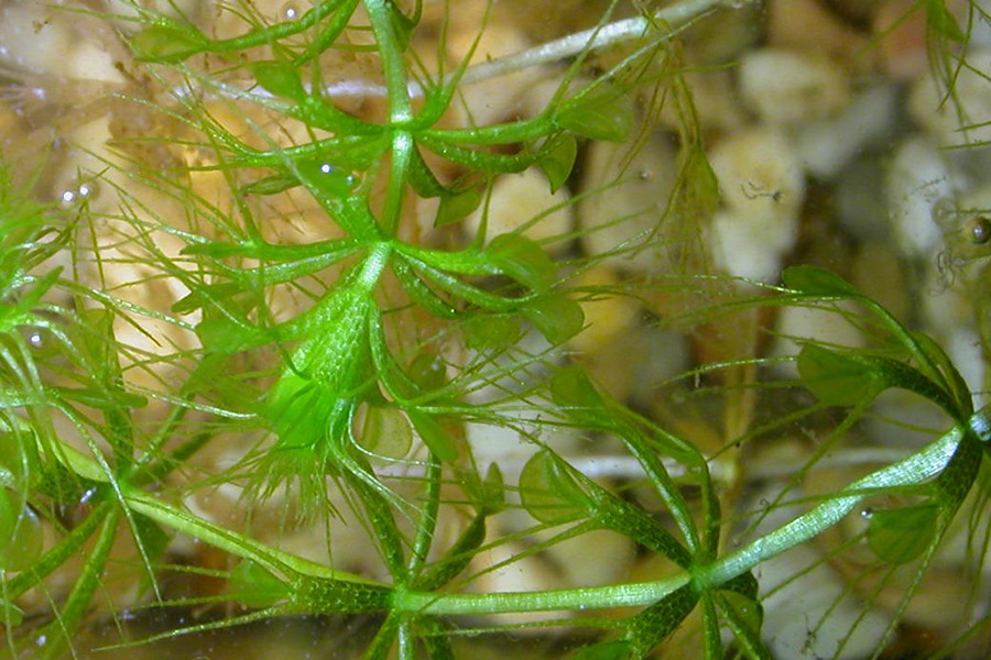 Aldrovanda vesiculosa, còn được gọi là cây bánh xe nước hay rong ăn thịt. Loài này được chú ý vì là loài duy nhất còn tồn tại trong chi Aldrovanda của họ Droseraceae, là một trong số rất ít cây hạt kín có khả năng di chuyển nhanh trong nước.