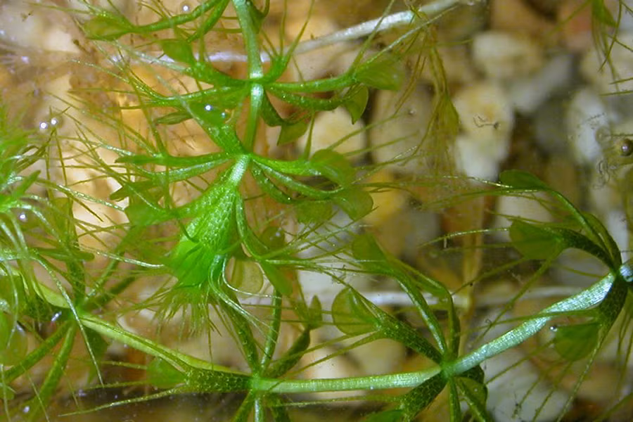 Aldrovanda vesiculosa, còn được gọi là cây bánh xe nước hay rong ăn thịt. Loài này được chú ý vì là loài duy nhất còn tồn tại trong chi Aldrovanda của họ Droseraceae, là một trong số rất ít cây hạt kín có khả năng di chuyển nhanh trong nước.