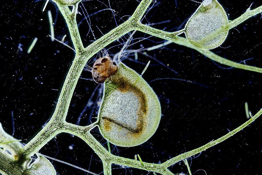 Sau khi tiêu hóa con mồi, Bladderwort lại mở ra và cho nước vào, bơm phồng cái bẫy như lúc ban đầu. Loài cây này có thể bắt tới 1.000 con mồi mỗi ngày.