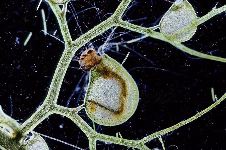 Sau khi tiêu hóa con mồi, Bladderwort lại mở ra và cho nước vào, bơm phồng cái bẫy như lúc ban đầu. Loài cây này có thể bắt tới 1.000 con mồi mỗi ngày.